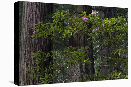 California. Costal Redwood and Rhododendron, Redwood National and State Park-Judith Zimmerman-Stretched Canvas