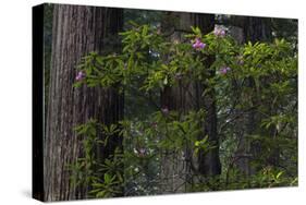 California. Costal Redwood and Rhododendron, Redwood National and State Park-Judith Zimmerman-Stretched Canvas