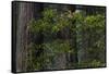California. Costal Redwood and Rhododendron, Redwood National and State Park-Judith Zimmerman-Framed Stretched Canvas