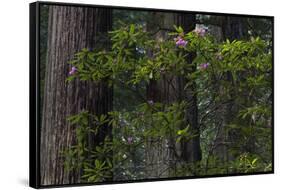 California. Costal Redwood and Rhododendron, Redwood National and State Park-Judith Zimmerman-Framed Stretched Canvas