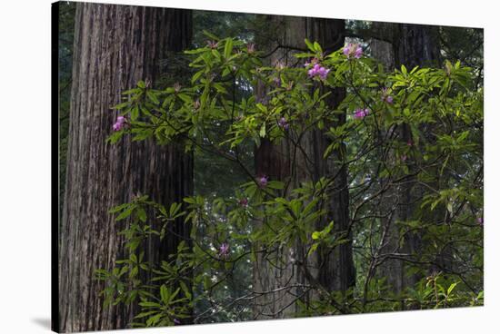 California. Costal Redwood and Rhododendron, Redwood National and State Park-Judith Zimmerman-Stretched Canvas