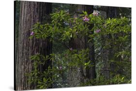 California. Costal Redwood and Rhododendron, Redwood National and State Park-Judith Zimmerman-Stretched Canvas