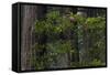 California. Costal Redwood and Rhododendron, Redwood National and State Park-Judith Zimmerman-Framed Stretched Canvas