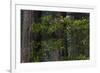 California. Costal Redwood and Rhododendron, Redwood National and State Park-Judith Zimmerman-Framed Photographic Print