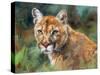 California Cougar-David Stribbling-Stretched Canvas