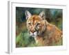 California Cougar-David Stribbling-Framed Art Print