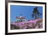 California, Crescent City, Battery Point Lighthouse, Ice Plants in full bloom-Jamie & Judy Wild-Framed Premium Photographic Print