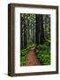 California, Crescent City, Damnation Creek Trail-Joe Restuccia III-Framed Photographic Print