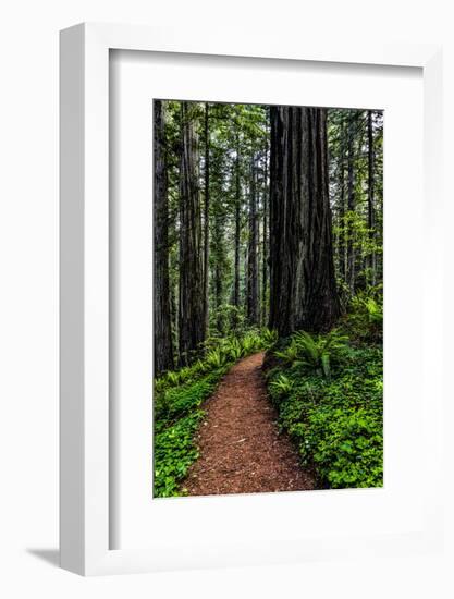 California, Crescent City, Damnation Creek Trail-Joe Restuccia III-Framed Photographic Print