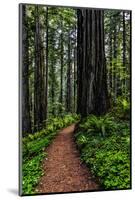 California, Crescent City, Damnation Creek Trail-Joe Restuccia III-Mounted Photographic Print