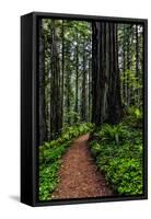 California, Crescent City, Damnation Creek Trail-Joe Restuccia III-Framed Stretched Canvas