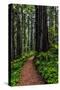 California, Crescent City, Damnation Creek Trail-Joe Restuccia III-Stretched Canvas