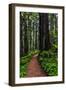 California, Crescent City, Damnation Creek Trail-Joe Restuccia III-Framed Photographic Print