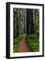 California, Crescent City, Damnation Creek Trail-Joe Restuccia III-Framed Photographic Print