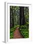 California, Crescent City, Damnation Creek Trail-Joe Restuccia III-Framed Photographic Print