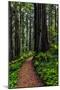 California, Crescent City, Damnation Creek Trail-Joe Restuccia III-Mounted Photographic Print