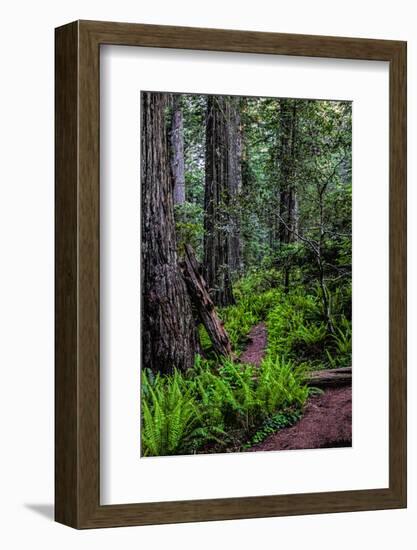 California, Crescent City, Damnation Creek Trail-Joe Restuccia III-Framed Photographic Print