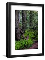 California, Crescent City, Damnation Creek Trail-Joe Restuccia III-Framed Photographic Print