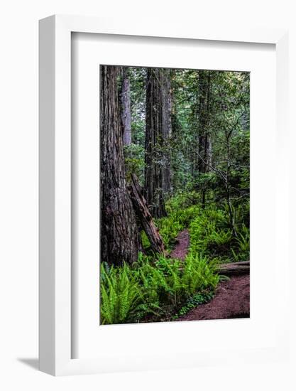 California, Crescent City, Damnation Creek Trail-Joe Restuccia III-Framed Photographic Print