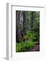 California, Crescent City, Damnation Creek Trail-Joe Restuccia III-Framed Photographic Print