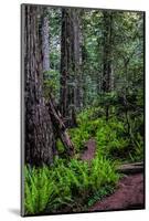 California, Crescent City, Damnation Creek Trail-Joe Restuccia III-Mounted Photographic Print