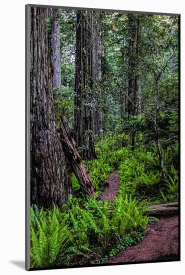 California, Crescent City, Damnation Creek Trail-Joe Restuccia III-Mounted Photographic Print