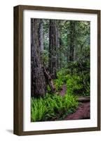 California, Crescent City, Damnation Creek Trail-Joe Restuccia III-Framed Photographic Print