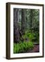 California, Crescent City, Damnation Creek Trail-Joe Restuccia III-Framed Photographic Print