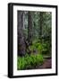 California, Crescent City, Damnation Creek Trail-Joe Restuccia III-Framed Photographic Print