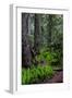 California, Crescent City, Damnation Creek Trail-Joe Restuccia III-Framed Photographic Print