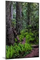 California, Crescent City, Damnation Creek Trail-Joe Restuccia III-Mounted Photographic Print