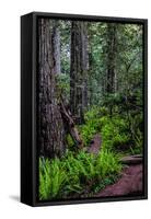 California, Crescent City, Damnation Creek Trail-Joe Restuccia III-Framed Stretched Canvas