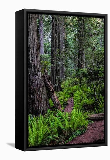 California, Crescent City, Damnation Creek Trail-Joe Restuccia III-Framed Stretched Canvas