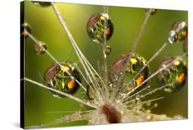 California. Dandelion and Water Droplets-Jaynes Gallery-Stretched Canvas