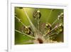 California. Dandelion and Water Droplets-Jaynes Gallery-Framed Photographic Print