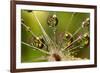 California. Dandelion and Water Droplets-Jaynes Gallery-Framed Photographic Print