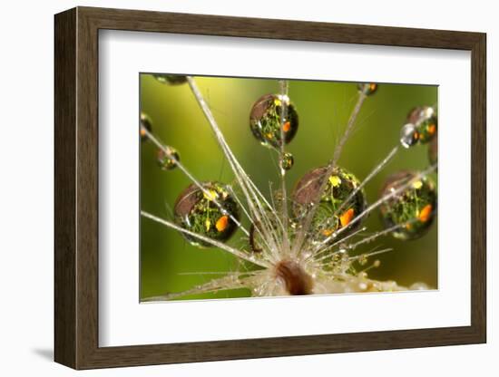 California. Dandelion and Water Droplets-Jaynes Gallery-Framed Photographic Print