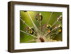 California. Dandelion and Water Droplets-Jaynes Gallery-Framed Photographic Print