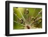 California. Dandelion and Water Droplets-Jaynes Gallery-Framed Photographic Print