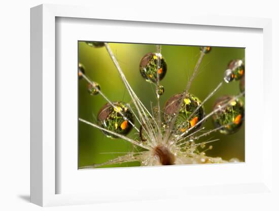 California. Dandelion and Water Droplets-Jaynes Gallery-Framed Photographic Print