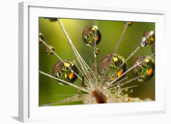 California. Dandelion and Water Droplets-Jaynes Gallery-Framed Photographic Print