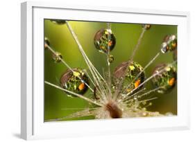 California. Dandelion and Water Droplets-Jaynes Gallery-Framed Photographic Print