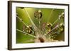 California. Dandelion and Water Droplets-Jaynes Gallery-Framed Photographic Print