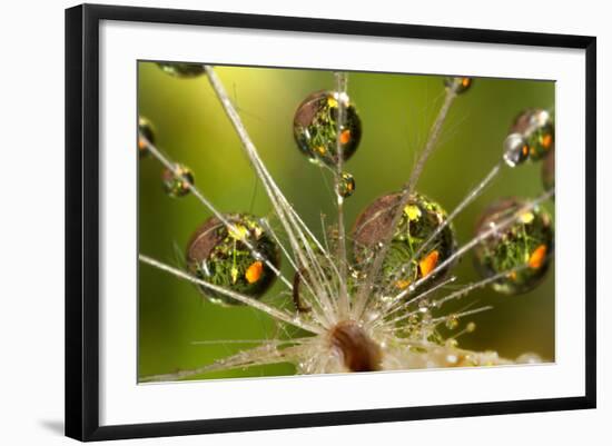 California. Dandelion and Water Droplets-Jaynes Gallery-Framed Photographic Print