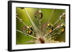 California. Dandelion and Water Droplets-Jaynes Gallery-Framed Photographic Print