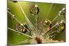 California. Dandelion and Water Droplets-Jaynes Gallery-Mounted Photographic Print