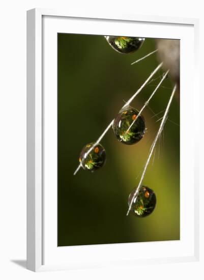 California. Dandelion and Water Droplets-Jaynes Gallery-Framed Photographic Print