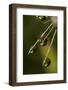 California. Dandelion and Water Droplets-Jaynes Gallery-Framed Photographic Print