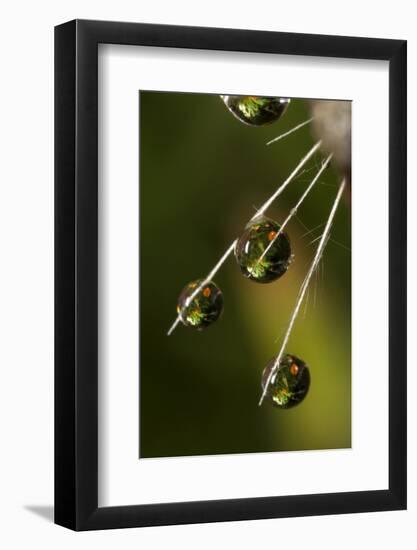 California. Dandelion and Water Droplets-Jaynes Gallery-Framed Photographic Print