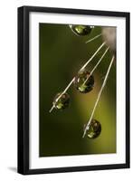 California. Dandelion and Water Droplets-Jaynes Gallery-Framed Photographic Print